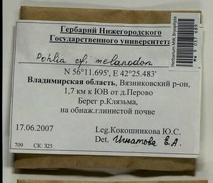 Pohlia melanodon (Brid.) A.J. Shaw, Bryophytes, Bryophytes - Middle Russia (B6) (Russia)