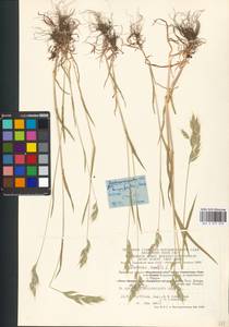 Bromus hordeaceus subsp. hordeaceus, Eastern Europe, Central region (E4) (Russia)