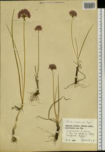 Allium maximowiczii Regel, Siberia, Russian Far East (S6) (Russia)