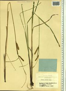 Carex rostrata Stokes, Siberia, Altai & Sayany Mountains (S2) (Russia)