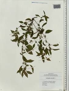 Acalypha australis L., Eastern Europe, Middle Volga region (E8) (Russia)