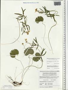 Ranunculus monophyllus Ovcz., Eastern Europe, Northern region (E1) (Russia)
