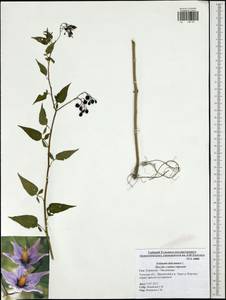 Solanum dulcamara L., Eastern Europe, Central region (E4) (Russia)