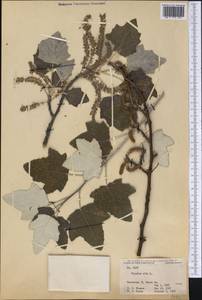 Populus alba, America (AMER) (United States)