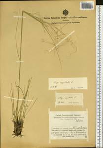 Stipa capillata L., Siberia, Altai & Sayany Mountains (S2) (Russia)