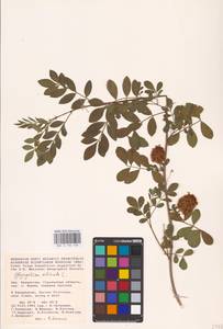 Glycyrrhiza echinata L., Middle Asia, Caspian Ustyurt & Northern Aralia (M8) (Kazakhstan)