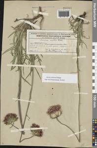 Jurinea ledebourii Bunge, Eastern Europe, Volga-Kama region (E7) (Russia)