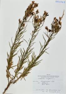 Linaria vulgaris Mill., Siberia, Russian Far East (S6) (Russia)