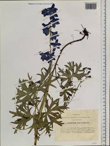 Delphinium laxiflorum DC., Siberia, Altai & Sayany Mountains (S2) (Russia)