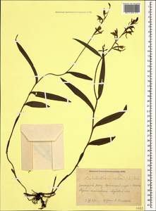 Cephalanthera rubra (L.) Rich., Caucasus, Krasnodar Krai & Adygea (K1a) (Russia)