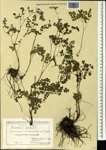 Thalictrum foetidum L., Caucasus, Georgia (K4) (Georgia)