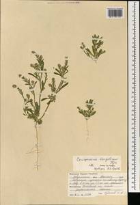 Corispermum mongolicum Iljin, Mongolia (MONG) (Mongolia)