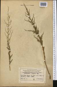 Artemisia oliveriana J. Gay ex DC., Middle Asia, Western Tian Shan & Karatau (M3) (Kazakhstan)