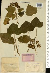 Hedera helix L., Caucasus, Armenia (K5) (Armenia)