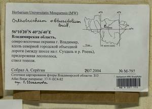 Nyholmiella obtusifolia (Brid.) Holmen & E. Warncke, Bryophytes, Bryophytes - Middle Russia (B6) (Russia)