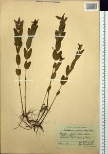 Triadenum japonicum (Blume) Makino, Siberia, Russian Far East (S6) (Russia)