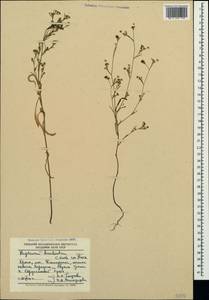 Bupleurum brachiatum C. Koch ex Boiss., Crimea (KRYM) (Russia)