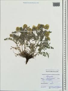 Oxytropis pilosa (L.)DC., Crimea (KRYM) (Russia)