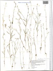 Litwinowia tenuissima (Pall.) Woronow ex Pavlov, Middle Asia, Caspian Ustyurt & Northern Aralia (M8) (Kazakhstan)