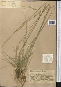 Festuca arundinacea Schreb. , nom. cons., Middle Asia, Western Tian Shan & Karatau (M3) (Kazakhstan)