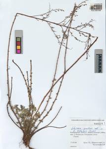 Artemisia gmelinii Weber ex Stechm., Siberia, Altai & Sayany Mountains (S2) (Russia)