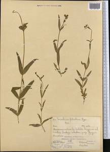 Dichodon maximum (L.) Á. Löve & D. Löve, Middle Asia, Pamir & Pamiro-Alai (M2) (Kazakhstan)