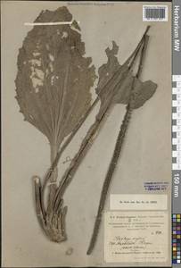 Plantago major L., Middle Asia, Karakum (M6) (Turkmenistan)