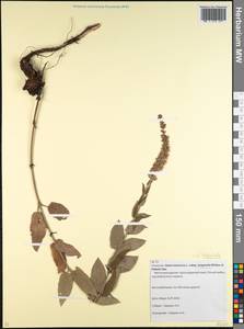 Salvia nemorosa L., Caucasus, Krasnodar Krai & Adygea (K1a) (Russia)