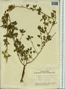 Melilotus officinalis (L.) Lam., Siberia, Western Siberia (S1) (Russia)