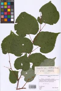 Tilia cordata Mill., Eastern Europe, North-Western region (E2) (Russia)