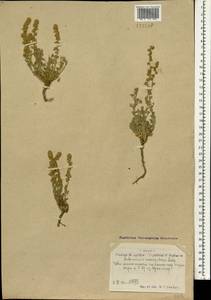 Artemisia caespitosa Ledeb., Mongolia (MONG) (Mongolia)