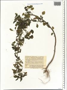 Acalypha indica L., Africa (AFR) (Seychelles)