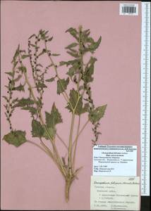 Blitum virgatum L., Eastern Europe, Central region (E4) (Russia)