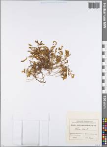 Sedum acre L., Eastern Europe, Rostov Oblast (E12a) (Russia)