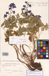 Delphinium brachycentrum Ledeb., Siberia, Chukotka & Kamchatka (S7) (Russia)