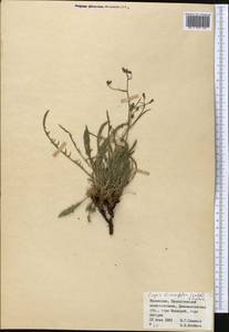 Crepidifolium tenuifolium (Willd.) Sennikov, Middle Asia, Muyunkumy, Balkhash & Betpak-Dala (M9) (Kazakhstan)