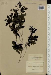 Lathyrus niger (L.)Bernh., Eastern Europe, North Ukrainian region (E11) (Ukraine)
