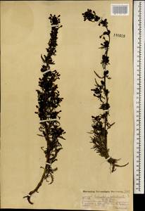 Pedicularis palustris subsp. karoi (Freyn) Tsoong, Mongolia (MONG) (Mongolia)