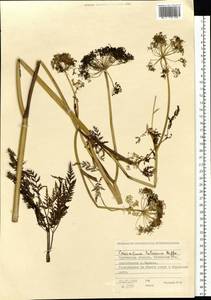 Conioselinum tataricum Hoffm., Siberia, Western Siberia (S1) (Russia)