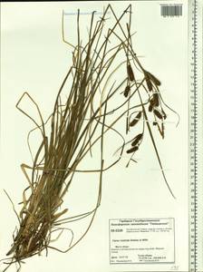 Carex rostrata Stokes, Siberia, Central Siberia (S3) (Russia)