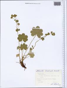 Alchemilla leiophylla Juz., Eastern Europe, Central forest region (E5) (Russia)