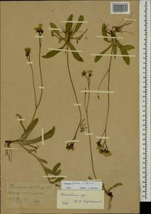 Pilosella piloselliflora (Nägeli & Peter) Soják, Eastern Europe, Moscow region (E4a) (Russia)