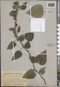 Hedera helix L., Caucasus, Krasnodar Krai & Adygea (K1a) (Russia)