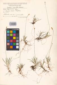 Tofieldia pusilla (Michx.) Pers., Eastern Europe, Northern region (E1) (Russia)