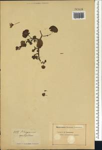 Pelargonium opulifolium, Africa (AFR) (Not classified)