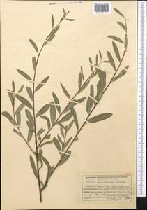 Salix kirilowiana Stschegl., Middle Asia, Western Tian Shan & Karatau (M3) (Kyrgyzstan)