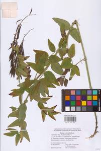 Galega orientalis Lam., Eastern Europe, Central region (E4) (Russia)