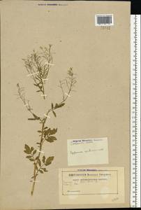 Cardamine amara L., Eastern Europe, Belarus (E3a) (Belarus)