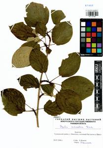 Populus suaveolens, Siberia, Baikal & Transbaikal region (S4) (Russia)