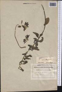Turnera ulmifolia L., America (AMER) (Guyana)